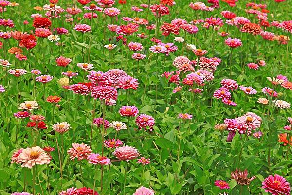 驚艷關渡花現新大地2017關渡花海節-美麗動人的花海景觀