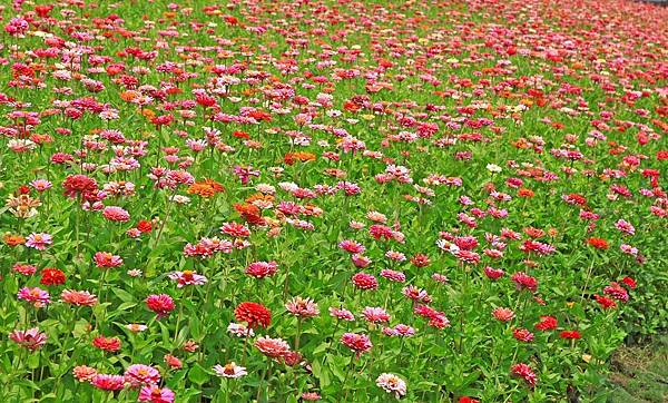 驚艷關渡花現新大地2017關渡花海節-美麗動人的花海景觀 驚艷關渡花現新大地2017關渡花海節-美麗動人的花海景觀