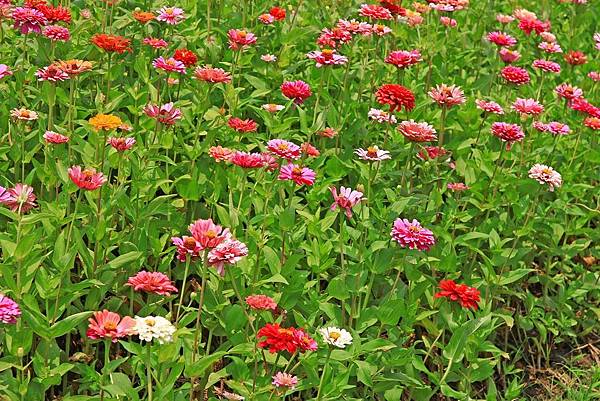 驚艷關渡花現新大地2017關渡花海節-美麗動人的花海景觀