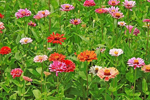 驚艷關渡花現新大地2017關渡花海節-美麗動人的花海景觀