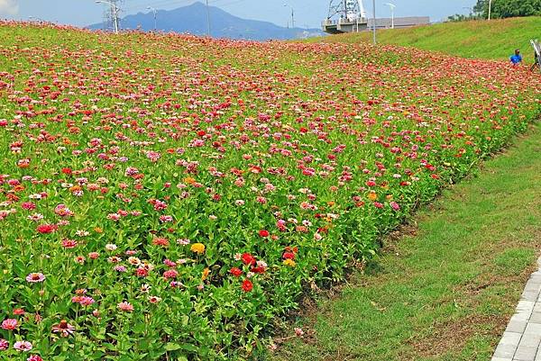 驚艷關渡花現新大地2017關渡花海節-美麗動人的花海景觀