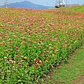 驚艷關渡花現新大地2017關渡花海節-美麗動人的花海景觀