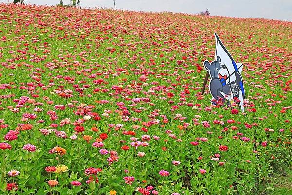 驚艷關渡花現新大地2017關渡花海節-美麗動人的花海景觀