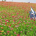 驚艷關渡花現新大地2017關渡花海節-美麗動人的花海景觀