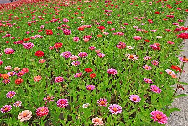 驚艷關渡花現新大地2017關渡花海節-美麗動人的花海景觀