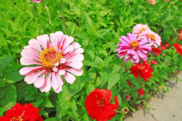 驚艷關渡花現新大地2017關渡花海節-美麗動人的花海景觀