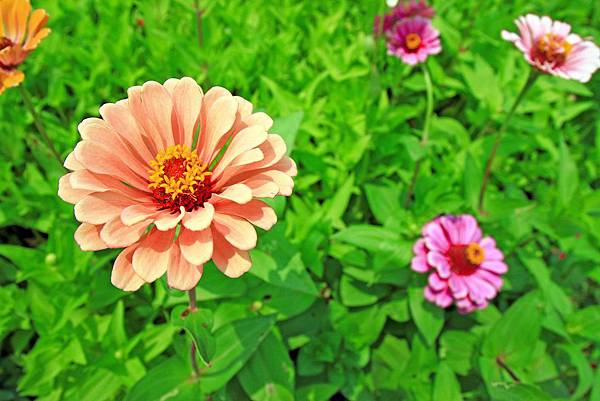 驚艷關渡花現新大地2017關渡花海節-美麗動人的花海景觀