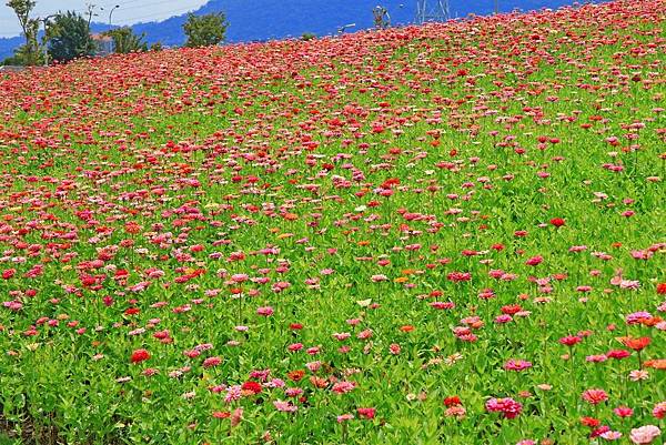 驚艷關渡花現新大地2017關渡花海節-美麗動人的花海景觀