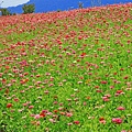 驚艷關渡花現新大地2017關渡花海節-美麗動人的花海景觀