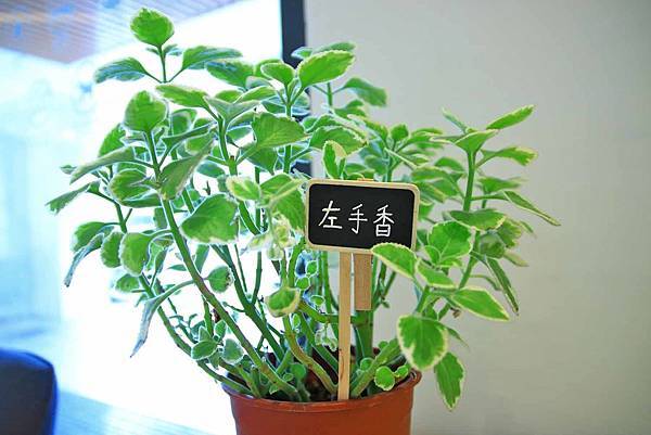 【台中旅館】草悟道住宿綠宿行旅Green Hotel-與大自然融為一體的綠色旅館