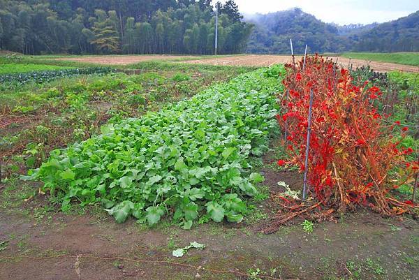 【仙台、山形縣五天四夜自由行程】美食餐廳、在地人文旅遊景點、庭園式景點、、河上芭蕉船、輕遊腳踏車、、必玩水族館、住宿飯店完整行程規劃懶人包