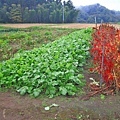 【仙台、山形縣五天四夜自由行程】美食餐廳、在地人文旅遊景點、庭園式景點、、河上芭蕉船、輕遊腳踏車、、必玩水族館、住宿飯店完整行程規劃懶人包