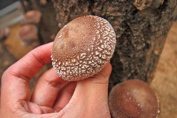 【仙台、山形縣五天四夜自由行程】美食餐廳、在地人文旅遊景點、庭園式景點、、河上芭蕉船、輕遊腳踏車、、必玩水族館、住宿飯店完整行程規劃懶人包