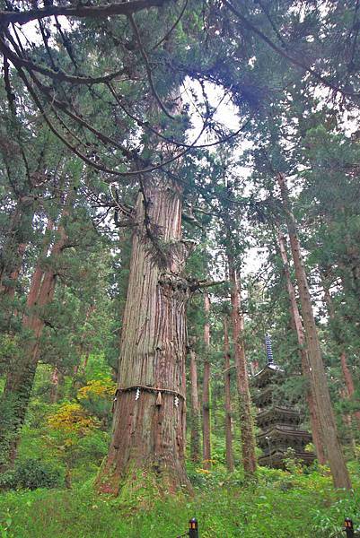 【仙台、山形縣五天四夜自由行程】美食餐廳、在地人文旅遊景點、庭園式景點、河上芭蕉船、輕遊腳踏車、必玩水族館、住宿飯店完整行程規劃懶人包