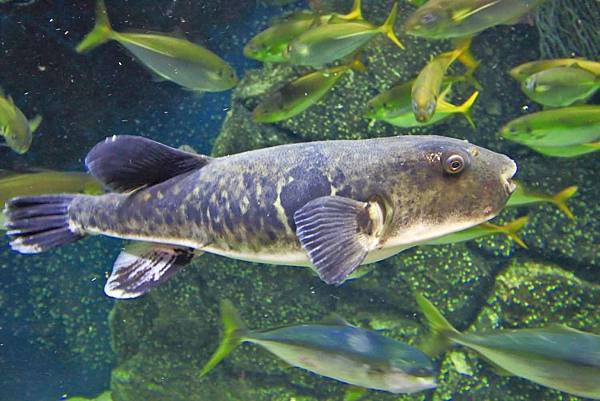 【仙台、山形縣五天四夜自由行程】美食餐廳、在地人文旅遊景點、庭園式景點、河上芭蕉船、輕遊腳踏車、必玩水族館、住宿飯店完整行程規劃懶人包