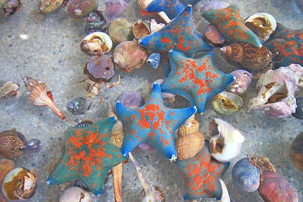 【仙台、山形縣五天四夜自由行程】美食餐廳、在地人文旅遊景點、庭園式景點、河上芭蕉船、輕遊腳踏車、必玩水族館、住宿飯店完整行程規劃懶人包