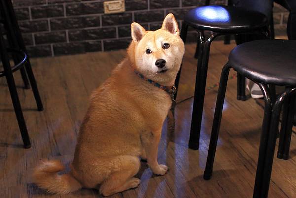 【蘆洲美食】熊賀串燒居酒屋-價格實惠又美味的串燒居酒屋