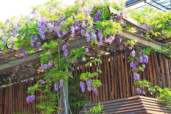 【台北旅遊】2018台北花卉村-美麗的紫藤花季-免門票