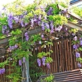 【台北旅遊】2018台北花卉村-美麗的紫藤花季-免門票