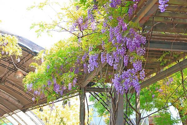【台北旅遊】2018台北花卉村-美麗的紫藤花季-免門票