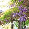 【台北旅遊】2018台北花卉村-美麗的紫藤花季-免門票