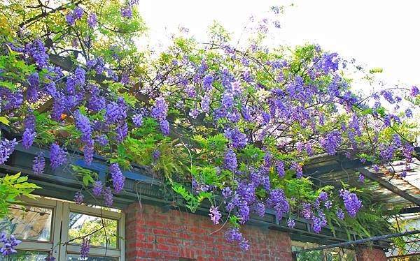 【台北旅遊】2018台北花卉村-美麗的紫藤花季-免門票