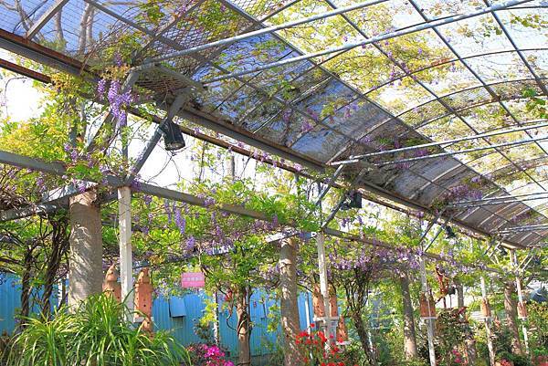 【台北旅遊】2018台北花卉村-美麗的紫藤花季-免門票