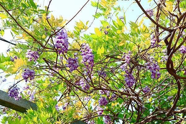 【台北旅遊】2018台北花卉村-美麗的紫藤花季-免門票