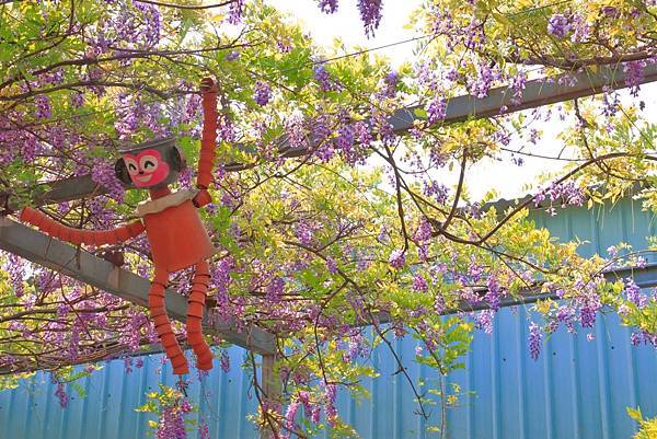【台北旅遊】2018台北花卉村-美麗的紫藤花季-免門票