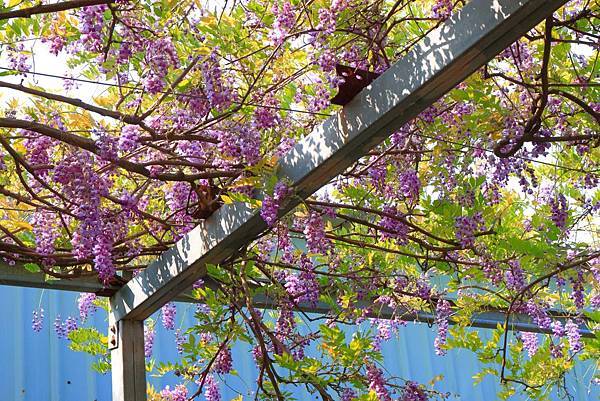 【台北旅遊】2018台北花卉村-美麗的紫藤花季-免門票