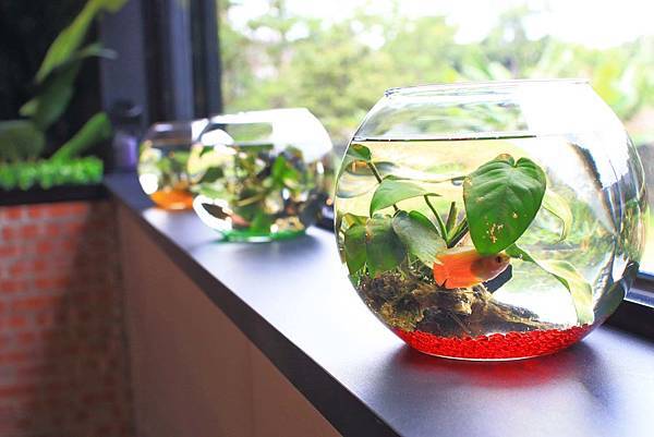 【新竹美食】擺擺桌私廚料理餐廳-1個禮拜只開二天，沒預約可能吃不到的神秘餐廳