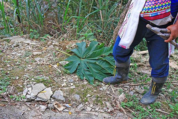 【台東一日遊】永康部落獵人野食餐桌-體驗布農族的傳統美食與文化