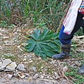 【台東一日遊】永康部落獵人野食餐桌-體驗布農族的傳統美食與文化