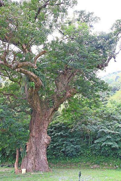 【台東一日遊】永康部落獵人野食餐桌-體驗布農族的傳統美食與文化