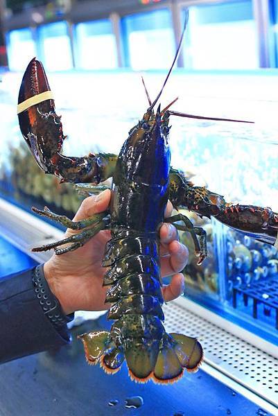【新竹美食】Umi火鍋水產直賣所-活體龍蝦、鮑魚、貝類海鮮，新鮮海產美味讓你吃的到