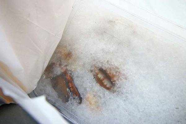 【新竹美食】Umi火鍋水產直賣所-活體龍蝦、鮑魚、貝類海鮮，新鮮海產美味讓你吃的到