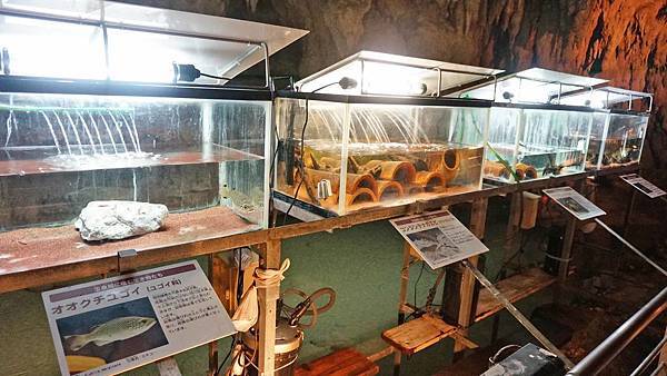 【沖繩景點】沖繩世界文化王國・玉泉洞-長綿數公里的鐘乳石山洞與琉球風景景點