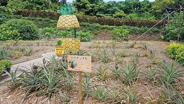 【沖繩景點】沖繩世界文化王國・玉泉洞-長綿數公里的鐘乳石山洞與琉球風景景點