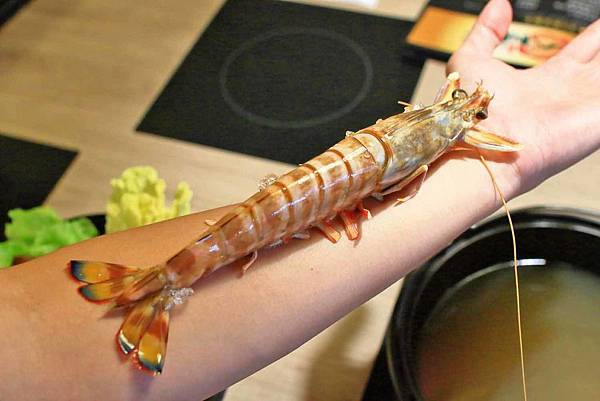 【新莊美食】なべNabe日式火鍋.燒烤-手臂般巨大明蝦及比臉大三倍帝王蟹火鍋店