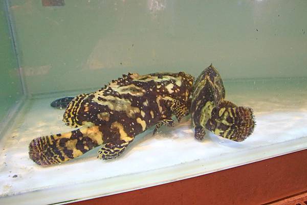 【澎湖美食】聚味軒海鮮中餐廳 China Spice-在地食材與中式料理精隨的美味結合