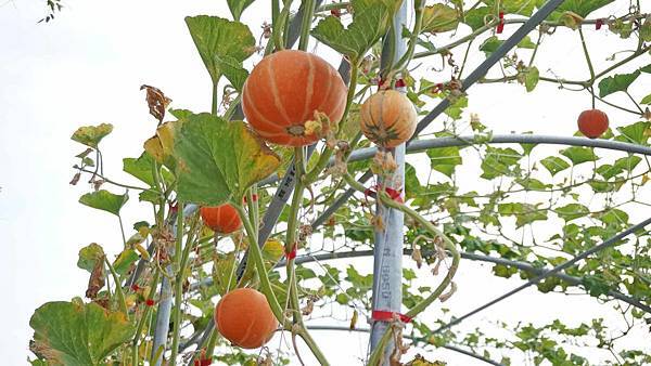 【新竹景點】湖口好客文創園區-免門票也可以玩到翻掉的超大客家文化景點
