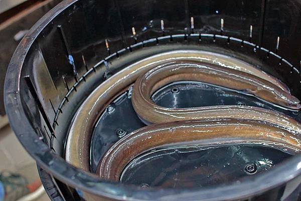 【台北美食】三河屋-新加坡米其林必比登推薦!現殺現烤的備長炭鰻魚飯三吃