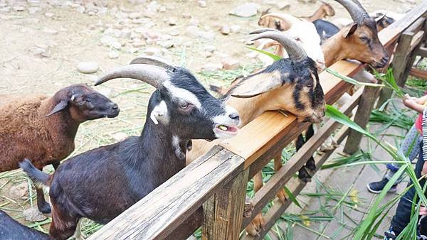 【桃園景點】羊世界牧場-有如一座小型動物園，還可以餵羊的好玩親子景點