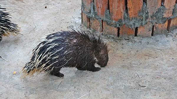 【桃園景點】羊世界牧場-有如一座小型動物園，還可以餵羊的好玩親子景點