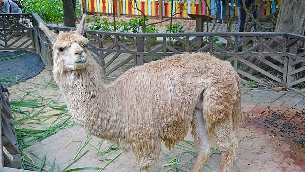 【桃園景點】羊世界牧場-有如一座小型動物園，還可以餵羊的好玩親子景點
