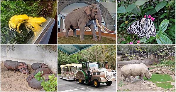 【台北必玩一日遊行程！】台北動物園+貓空纜車+通化夜市-國內外最受歡迎必玩好玩的台北旅遊景點