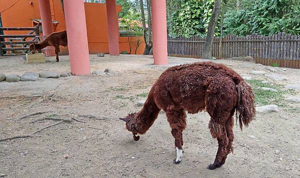 【台北必玩一日遊行程！】台北動物園+貓空纜車+通化夜市-國內外最受歡迎必玩好玩的台北旅遊景點