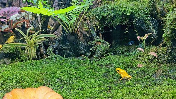 【台北必玩一日遊行程！】台北動物園+貓空纜車+通化夜市-國內外最受歡迎必玩好玩的台北旅遊景點