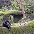 【台北必玩一日遊行程！】台北動物園+貓空纜車+通化夜市-國內外最受歡迎必玩好玩的台北旅遊景點