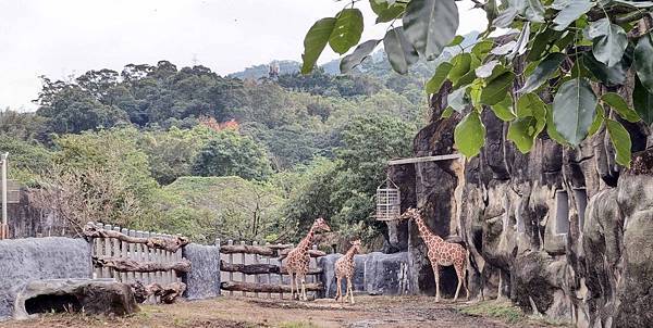 【台北必玩一日遊行程！】台北動物園+貓空纜車+通化夜市-國內外最受歡迎必玩好玩的台北旅遊景點